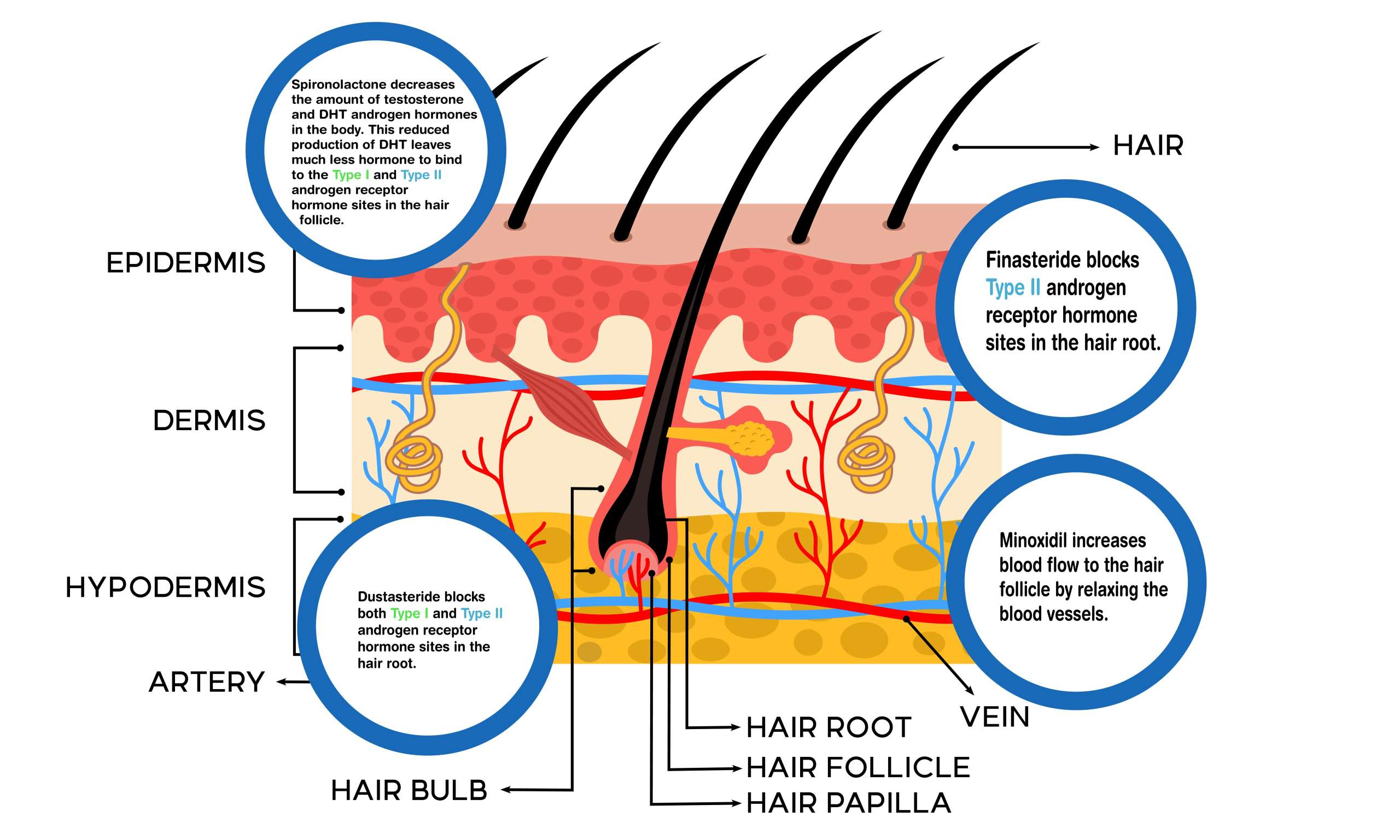 hair and hair follicles