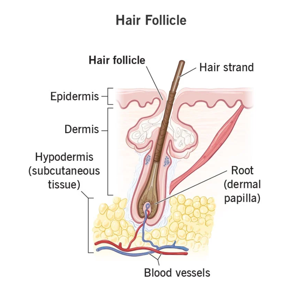 hair-follicle